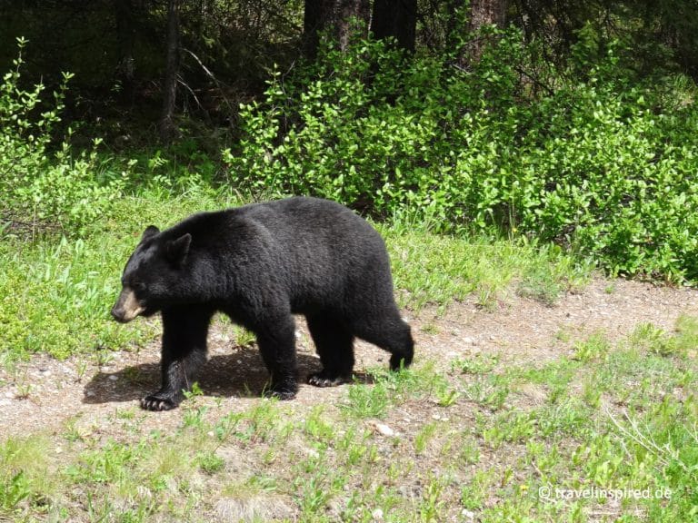 Tiere in den Rocky Mountains - Kanada | Travelinspired