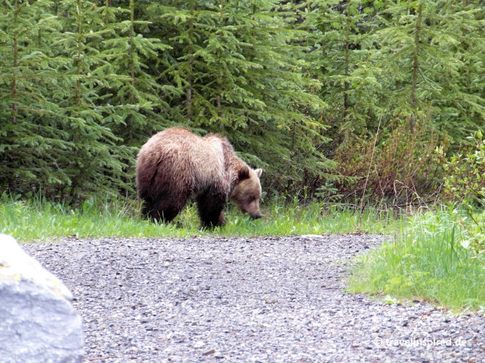 Halbstarker Grizzly, Kanada Tipps Bären beobachten Rocky Mountains