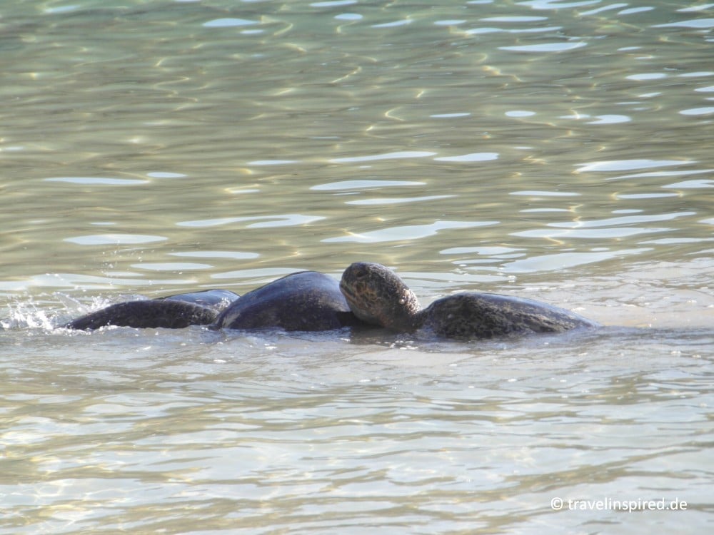 Paarungszeit bei den Schildkröten, Galápagos Meeresschildkröten beobachten