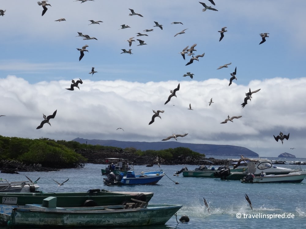 Blaufußtölpel auf der Jagd, Erfahrungsbericht Isabela Ausflugsziele und Tipps zur Vogelbeobachtung, Galápagos