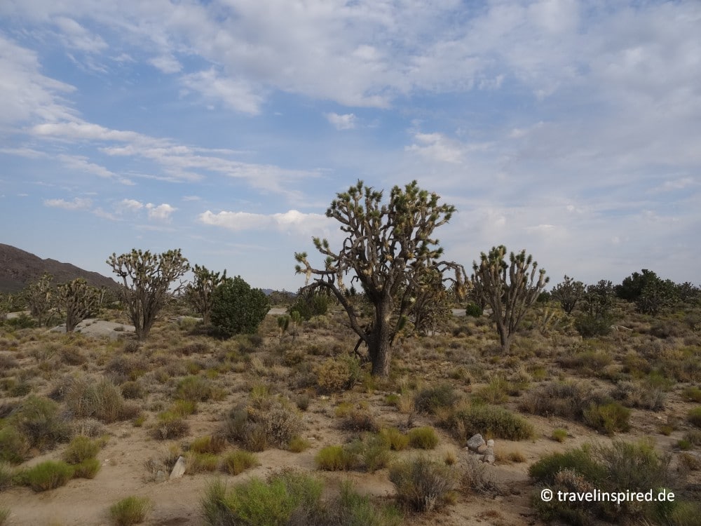Mojave National Preserve, Kalifornien, USA