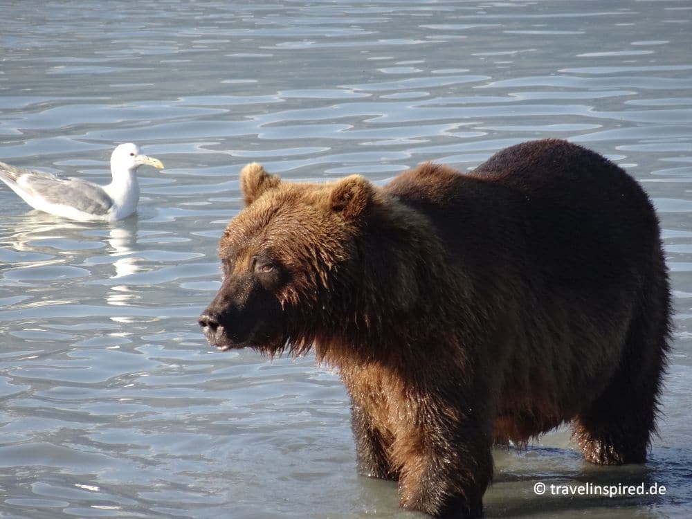 Grizzly auf Lachsfang in Valdez, Bären beobachten in Alaska USA