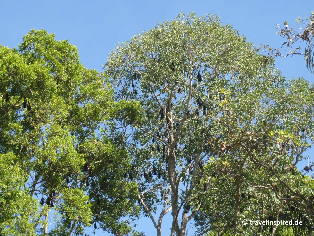 Fledermausbaum, Litchfield Nationalpark, Northern Territory