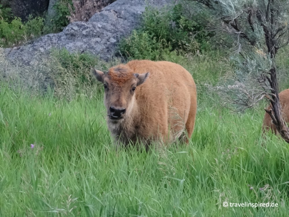 Bison Kälbchen im Yellowstone Nationalpark, Tiere im Lamar Valley
