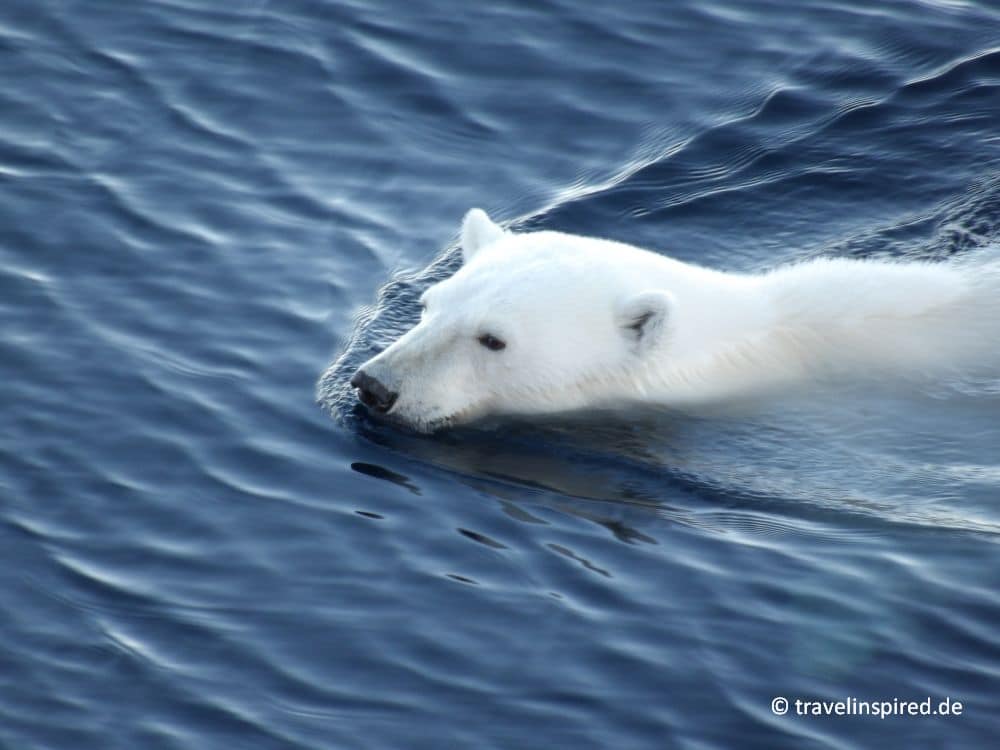 Schwimmender Eisbär, Arktis Reise Erfahrungen, Nordpolarmeer