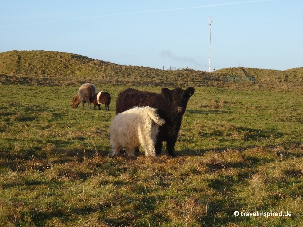 Rinder auf Helgoland, Nordsee