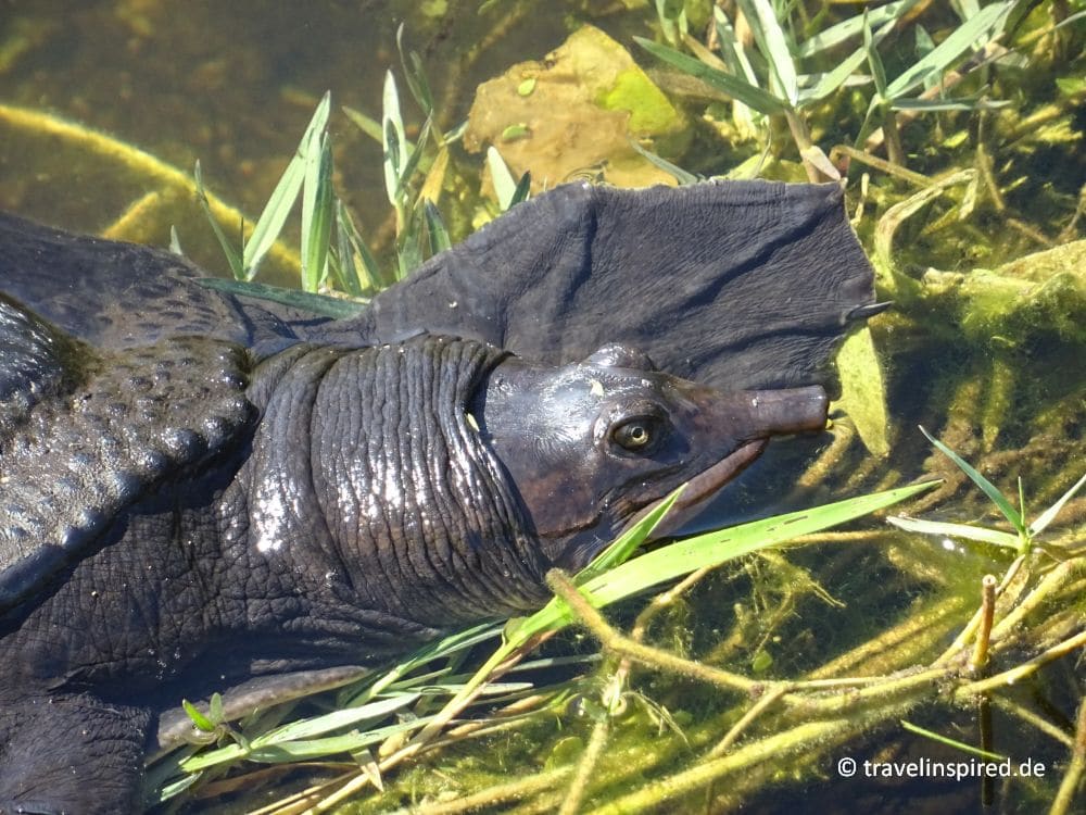 Florida-Weichschildkröte, Everglades Tiere, Everglades-Nationalpark Tipps für Tierfans