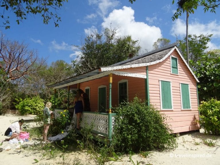 Blaue Leguane auf Grand Cayman Travelinspired