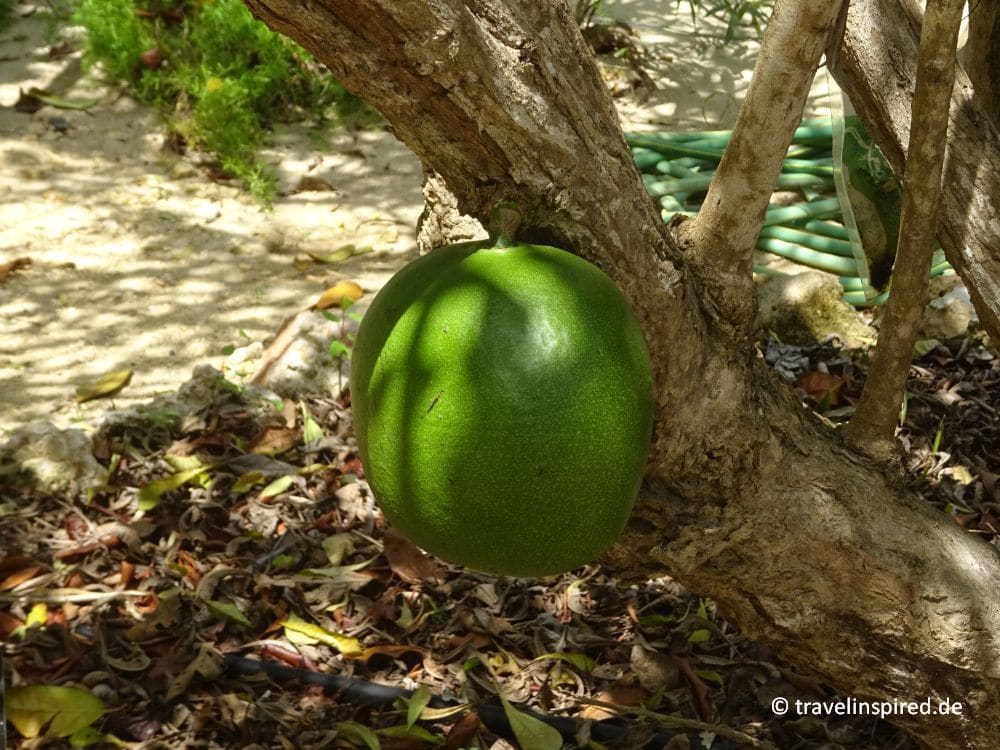 Frucht des Calabash Baumes