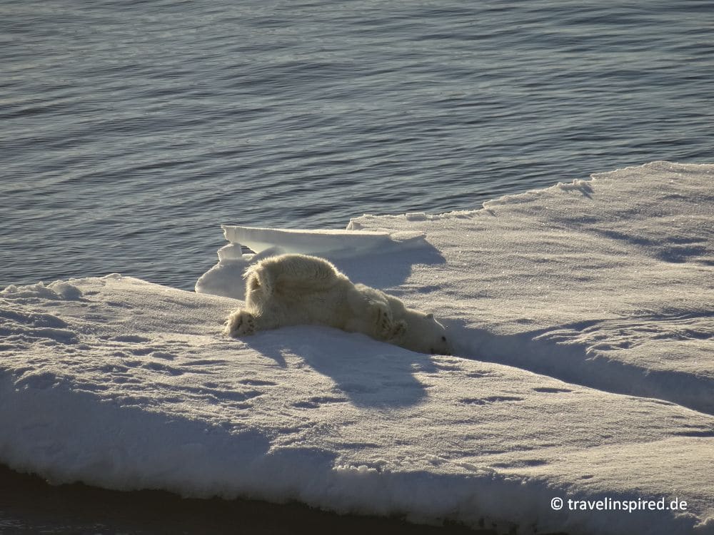 Pause auf der Eisscholle, Eisbärin, Grönland, Polarmeer, Eisbären in der Natur sehen