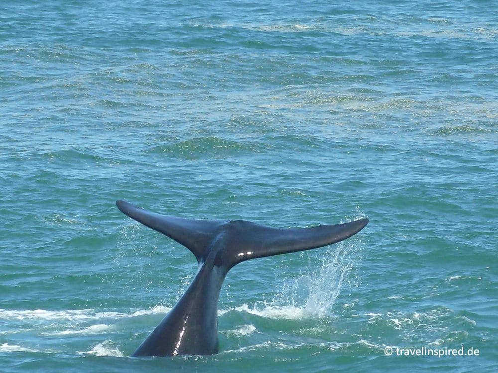Schwanzflosse Glattwal, Southern Right Whale in Hermanus, Tipp Wale von Land beobachten in Südafrika