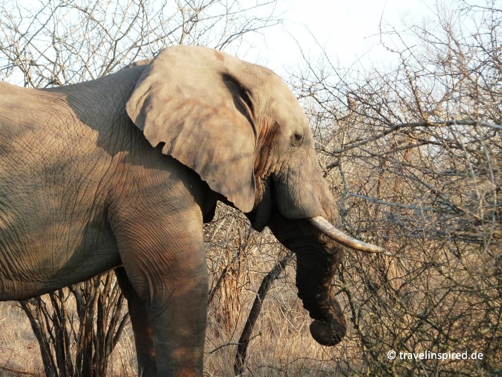 Elefant, Südafrika