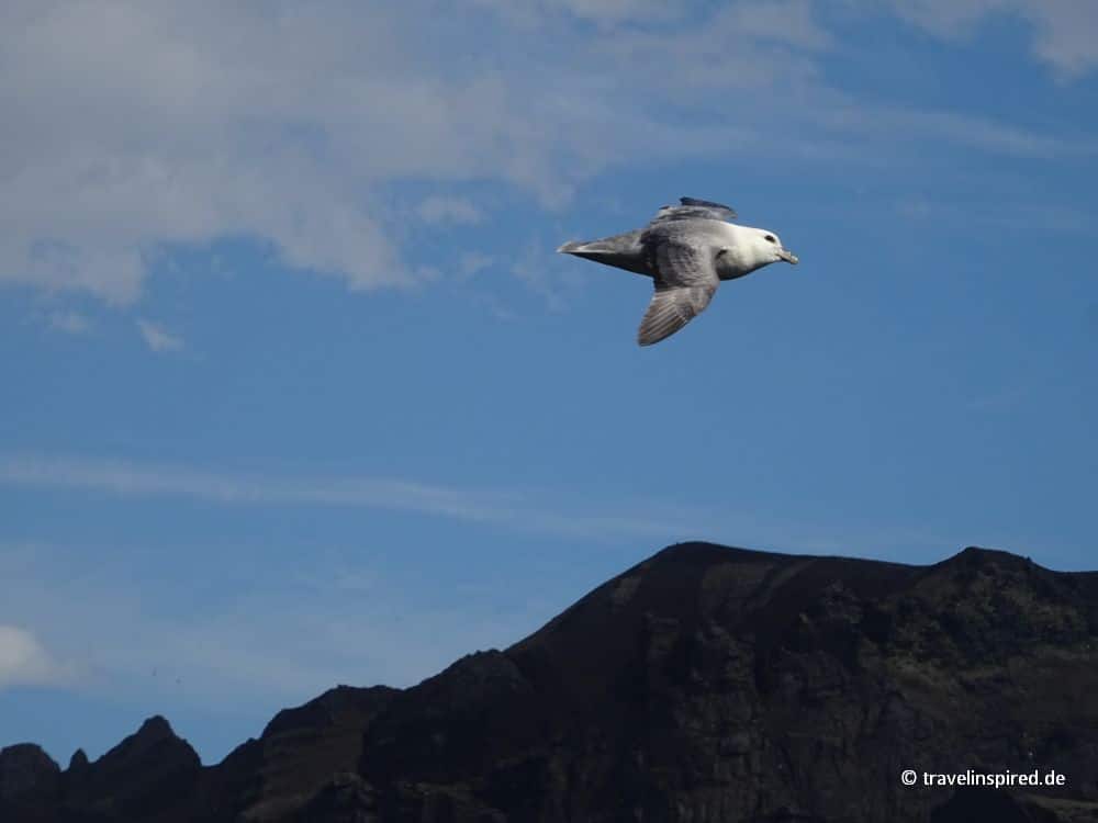 Eissturmvogel, Jan Mayen, Atlantik, Norwegen