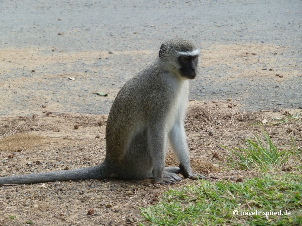 Affe im iSimangaliso Wetland Park, Südafrika Safari auf eigene Faust