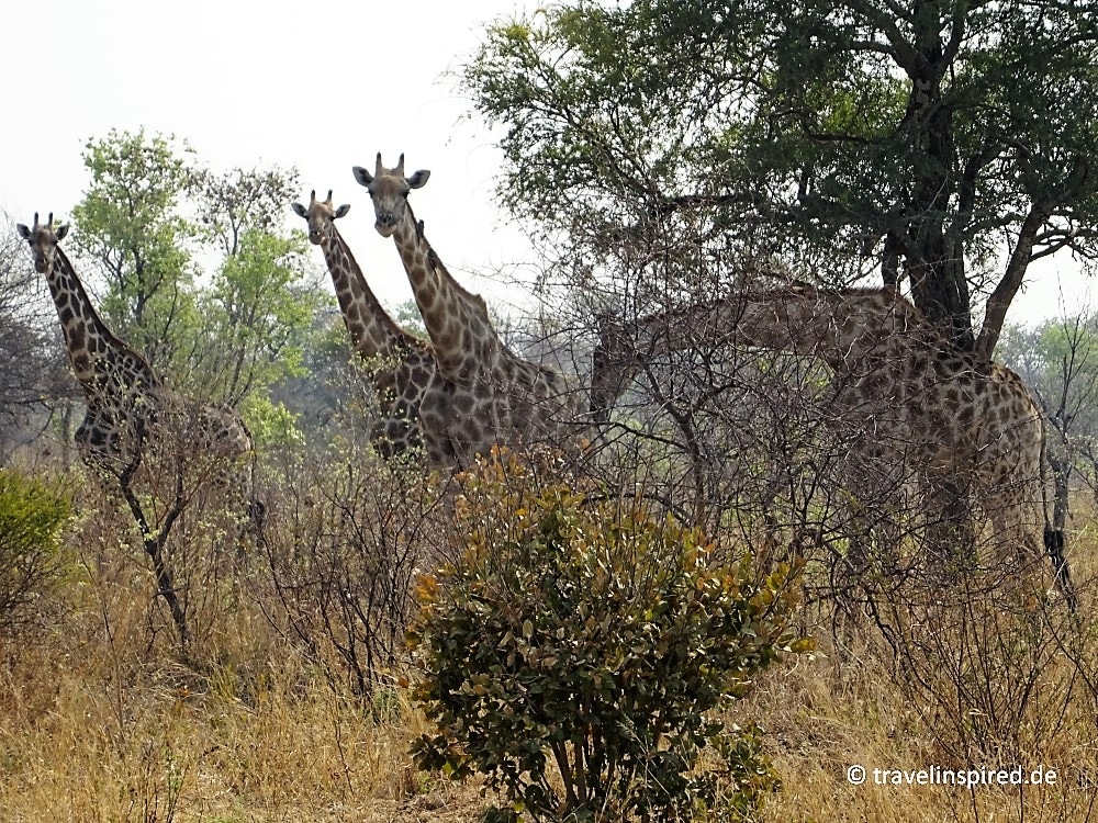 Giraffen an der Straße nach Kasane, Erfahrungen Selbstfahrer Botswana, selbstorganisierte Botswana Rundreise