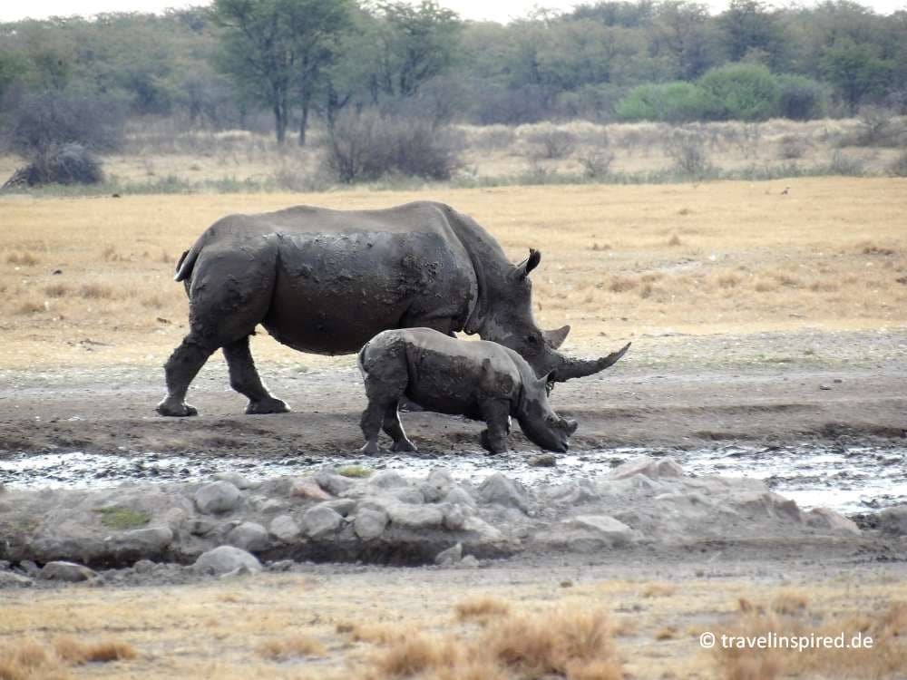 Breitmaulnashorn mit Baby, Khama Rhino Sanctuary, Botswana Erfahrung
