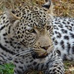 Leopard im Moremi Nationalpark