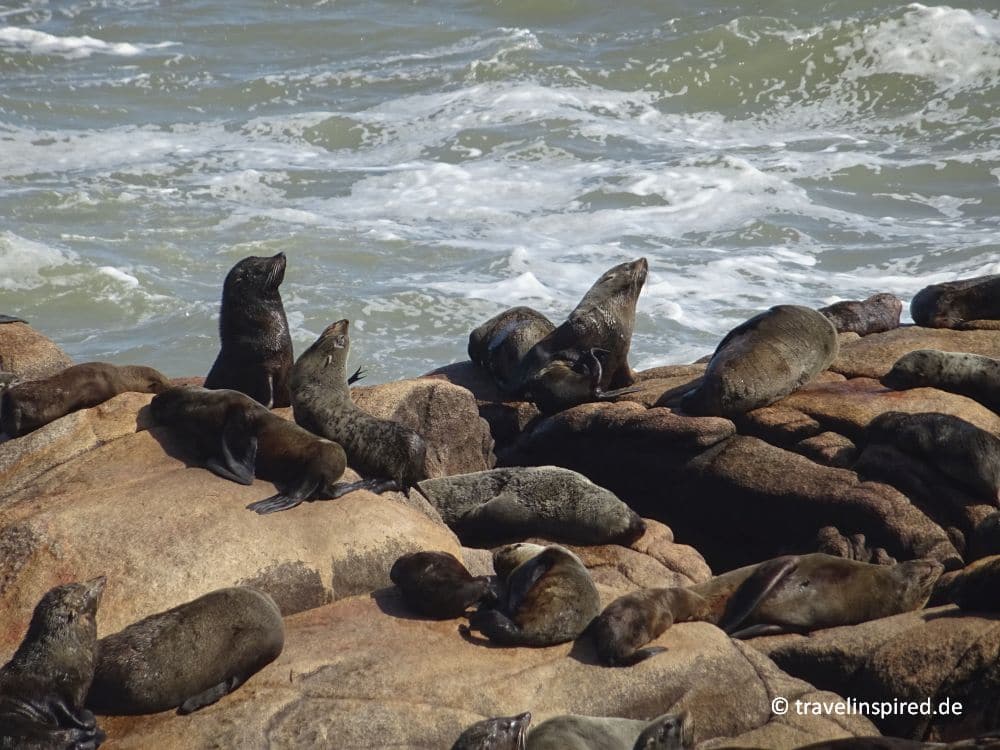 Seebärenkolonie in Cabo Polonio, welche Tiere gibt es im Nationalpark, Tipps für Besuch auf eigene Faust