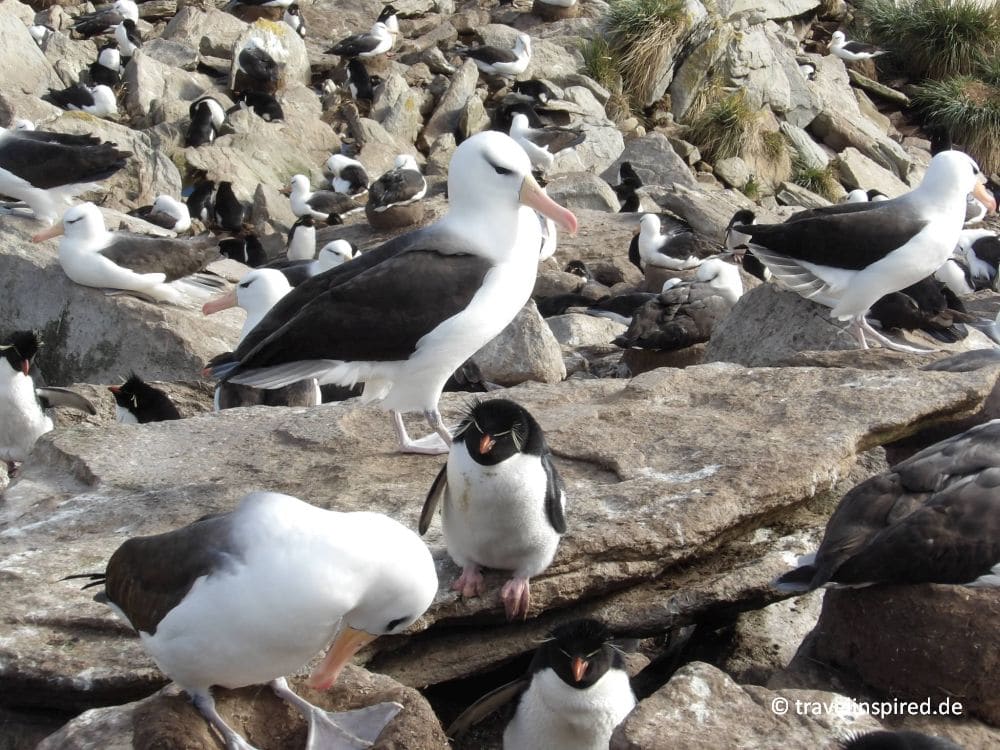 Kleiner Rockhopper zwischen den großen Albatrossen, Falklands Felsenpinguine beobachten, Anlandung West Point Island