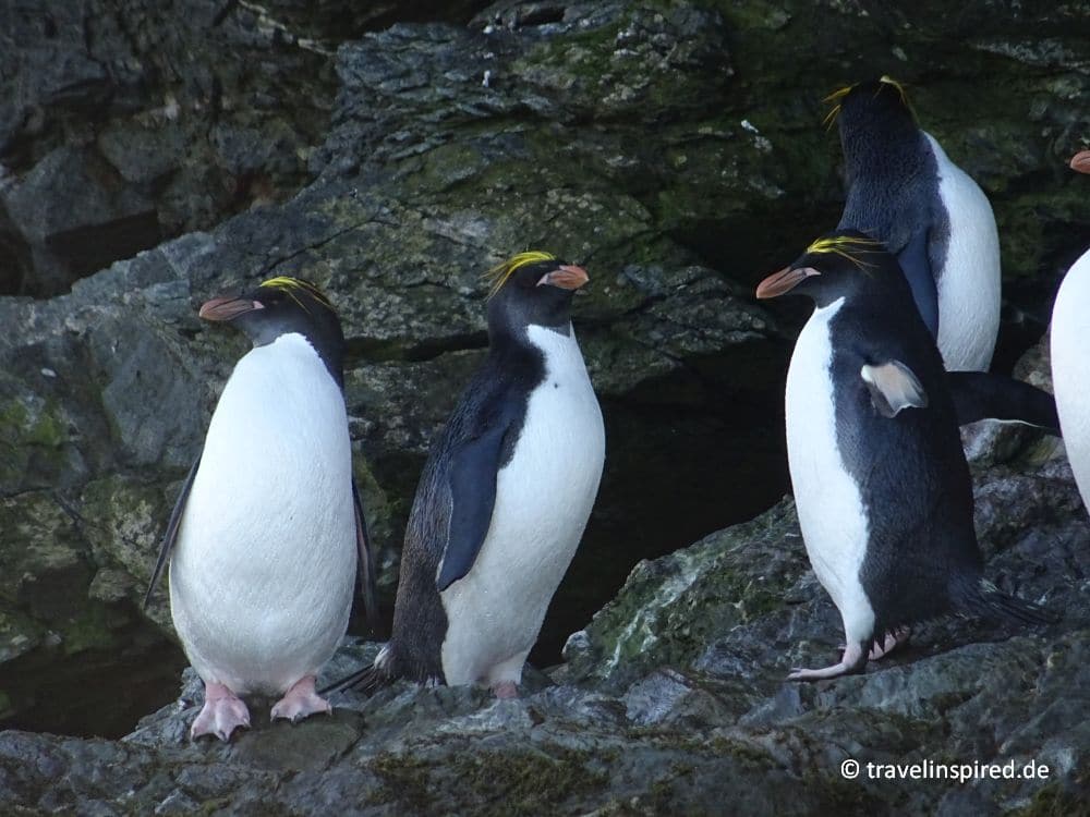 Pinguine im Urlaub in freier Wildbahn: die Top-Reiseziele