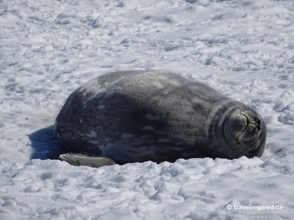 Weddellrobbe relaxt an Land, Robben Antarktis
