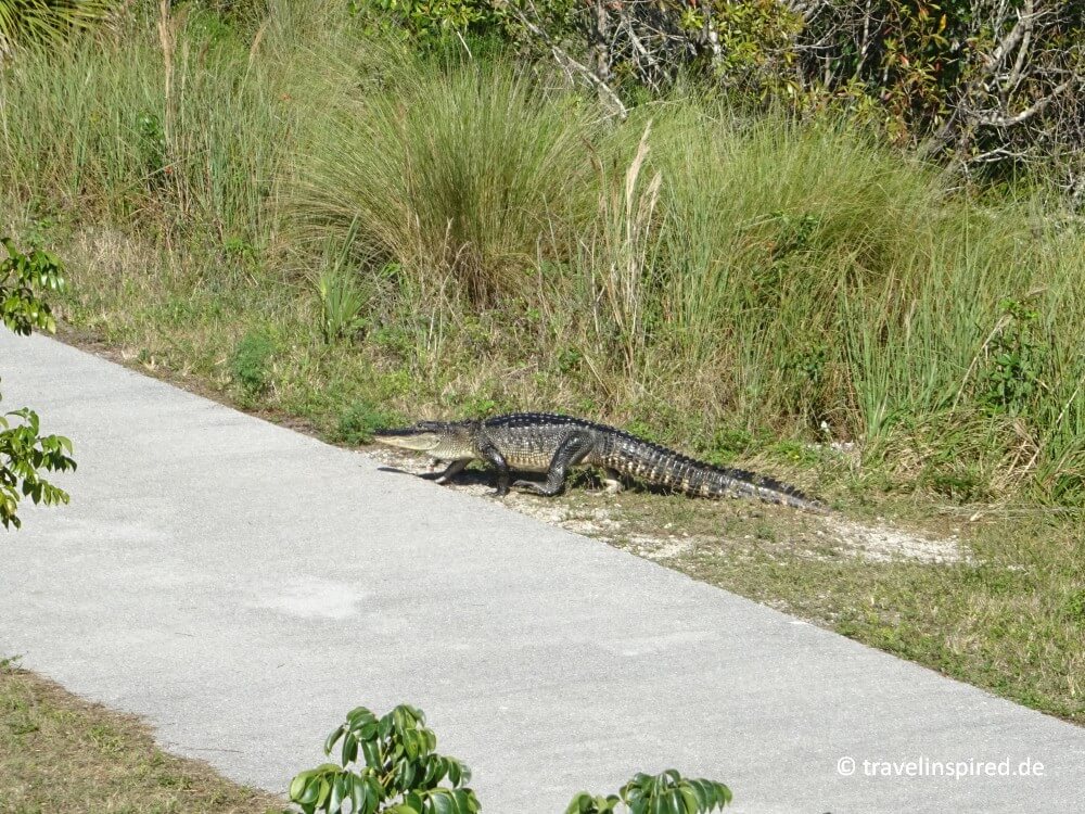 Alligator quert unseren Weg am Marsh Trail, Ten Thousand Islands National Wildlife Refuge, Florida Insidertipp für Tierbeobachtung