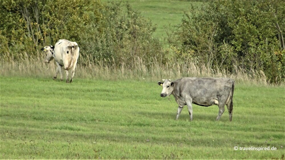 Blaue Kuh, Lettland Roadtrip durch Lettgallen, Baltikum Reise Tiere