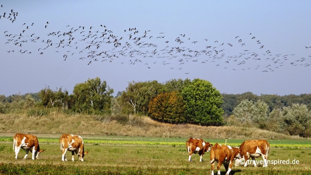Riesiger Vogelschwarm über der Kuhweide, Vögel beobachten Elbtalaue Niedersachsen