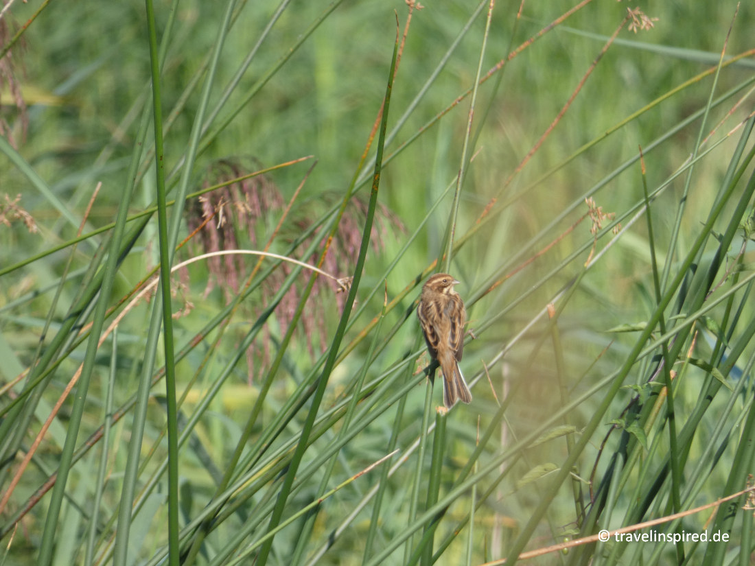 Rohrammer, Wandern und Vögel beobachten bei Bleckede