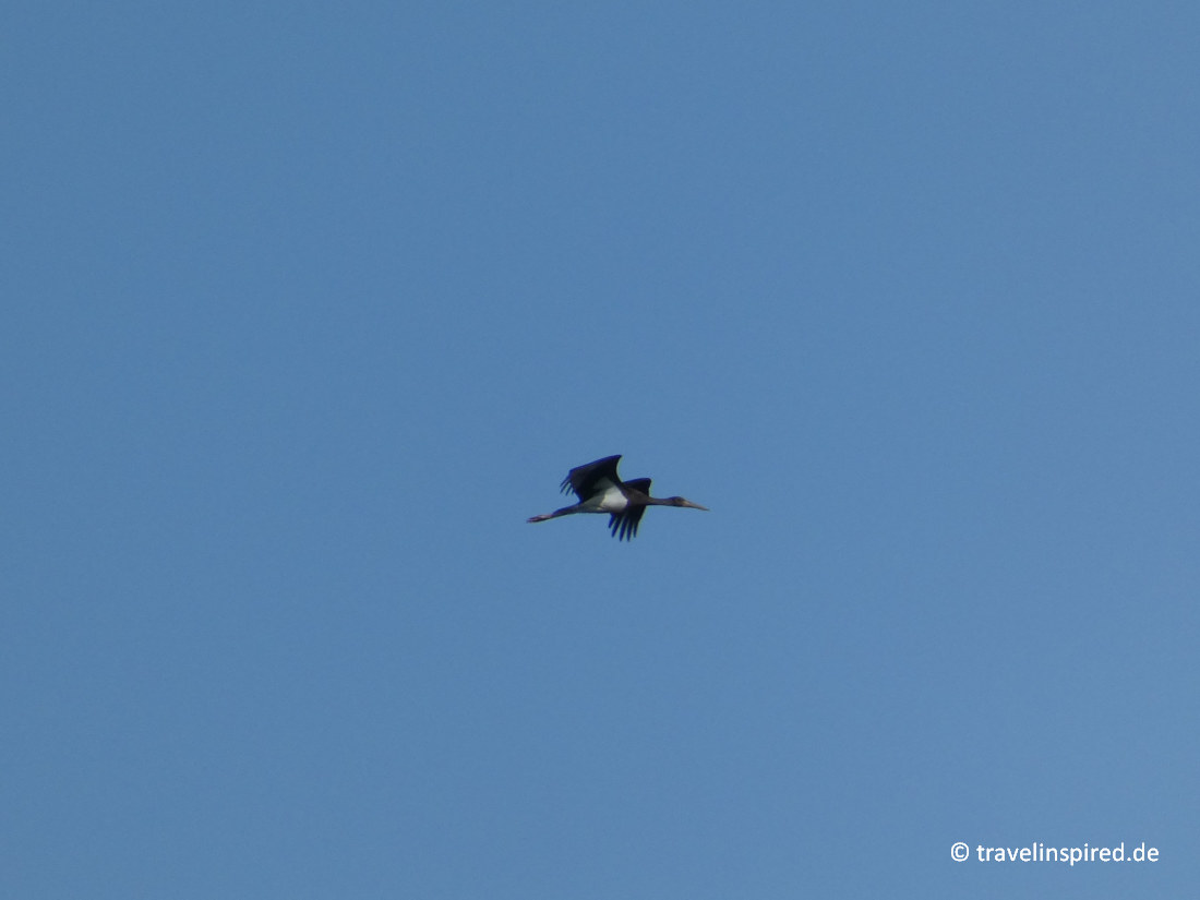 Schwarzstorch, Vogelbeobachtung Elbtalaue