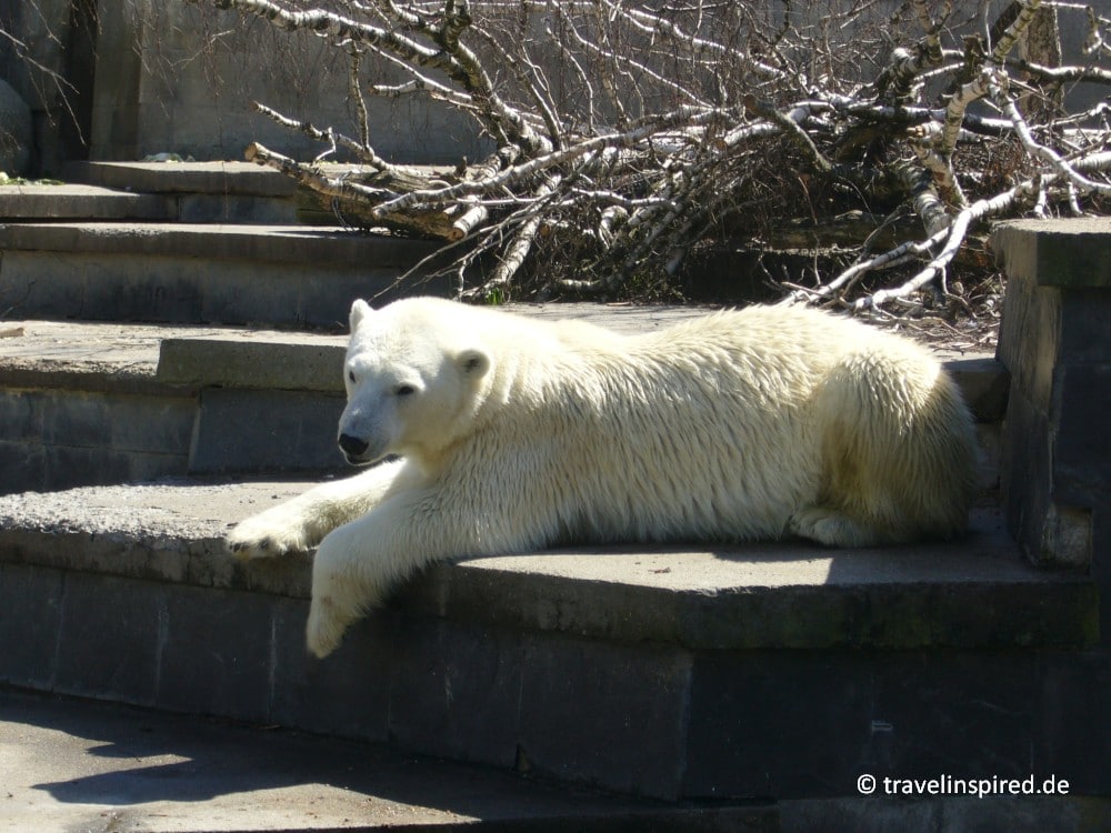 Eisbär im Rostocker Zoo, Ausflugstipp Warnemünde mit Kindern, Erfahrungsbericht