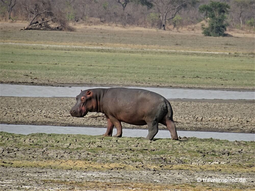 Leicht zu zählen - Hippo an Land, Tierforschung Malawi, Biosphere Expeditions