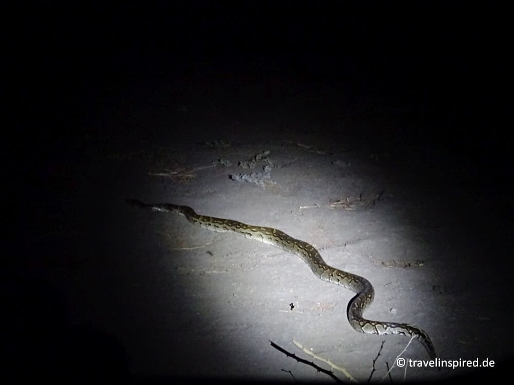 Python, Nachtfahrt Vwaza Marsh Wildlife Reserve, Malawi Forschung, Freiwilligenprojekt