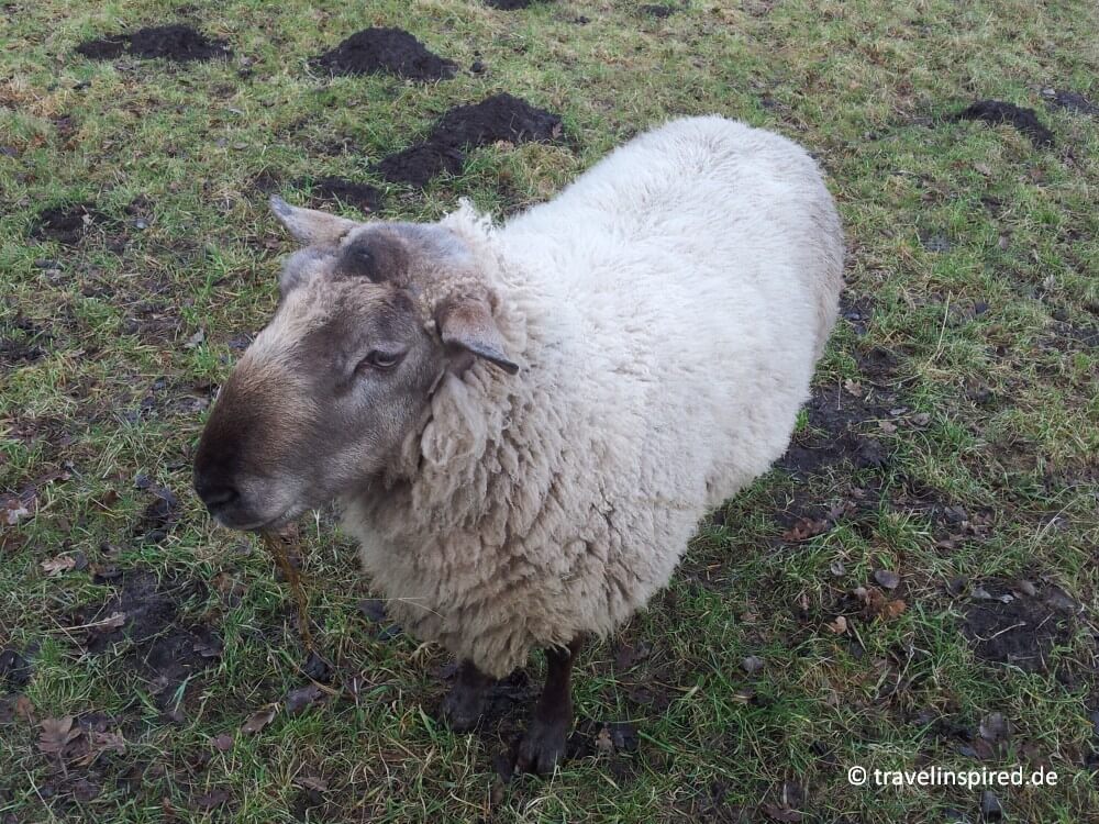 Flauschiges Schaf getroffen beim Wandern im Klövensteener Forst, Tiere gucken Hamburg und Umgebung, Tipps für kostelose Ausflugsziele