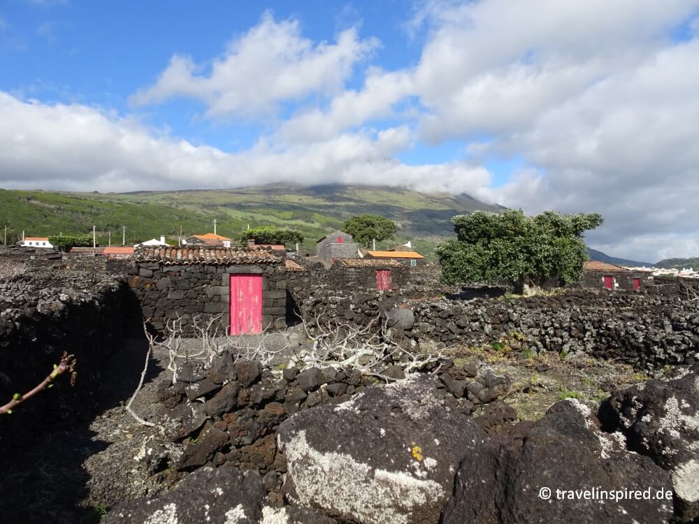 Weingebiet an Picos Südküste, UNESCO Welterbe, Sehenswürdigkeiten und Highlights Azoren