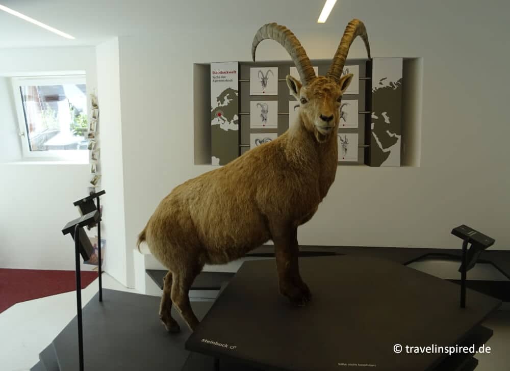 Steinbock Ausstellung im Hotel Capricorn in Wergenstein, Viamala Tierbeobachtung Naturpark Beverin, Tiere Graubünden Schweiz