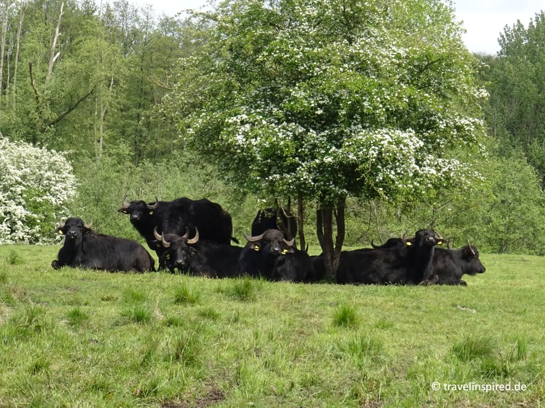 Wasserbüffel Herde beobachten in Schleswig-Holstein, Naturschutzgebiete Kreis Stormarn, Tipp Ausflugsziele Bad Oldesloe