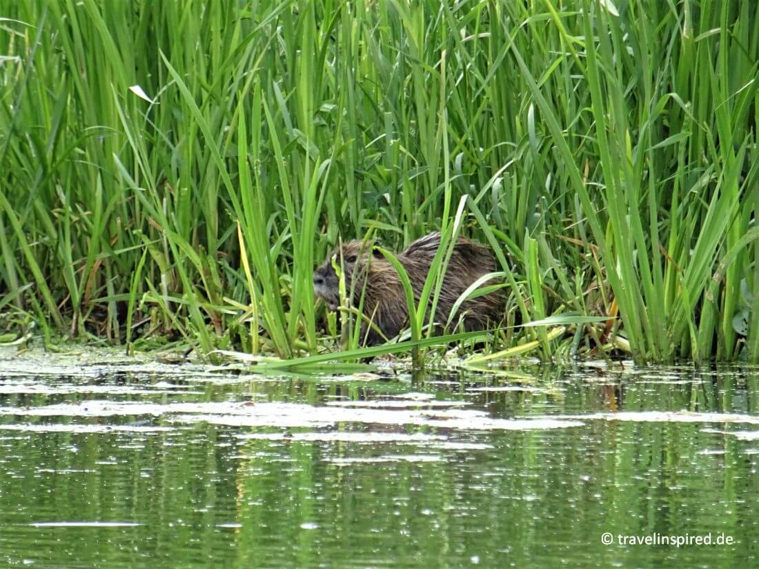 Nutria, Tiere Prignitz Elbtalaue, Ausflugstipps Brandenburg für Tierfreunde 