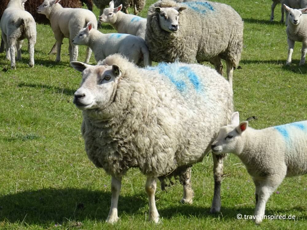 Texel Schafe, Reisebericht Texel Urlaub mit Tipps und Sehesnwürdigkeiten