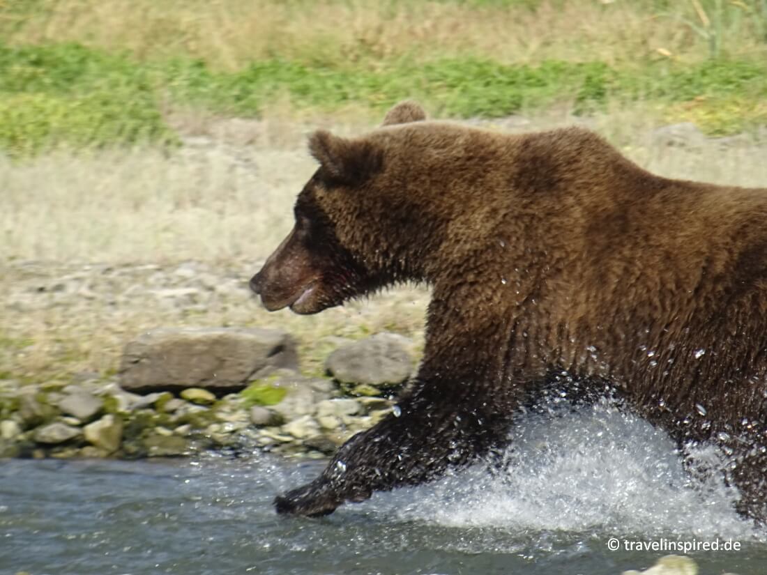 Bären beim Lachsfangen in Alaska, Erfahrungsbericht Bärentour ab Kodiak zum Katmai Nationalpark per Wasserflugzeug