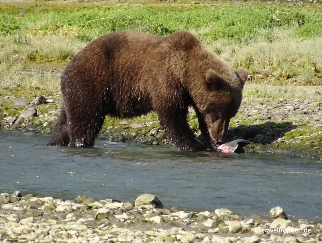 Braunbär mit Lachs, Tipps Bären beim Lachsfangen in Alaska beobachten, Erfahrungsbericht Bärentour ab Kodiak zum Katmai Nationalpark per Wasserflugzeug, Geographic Harbor