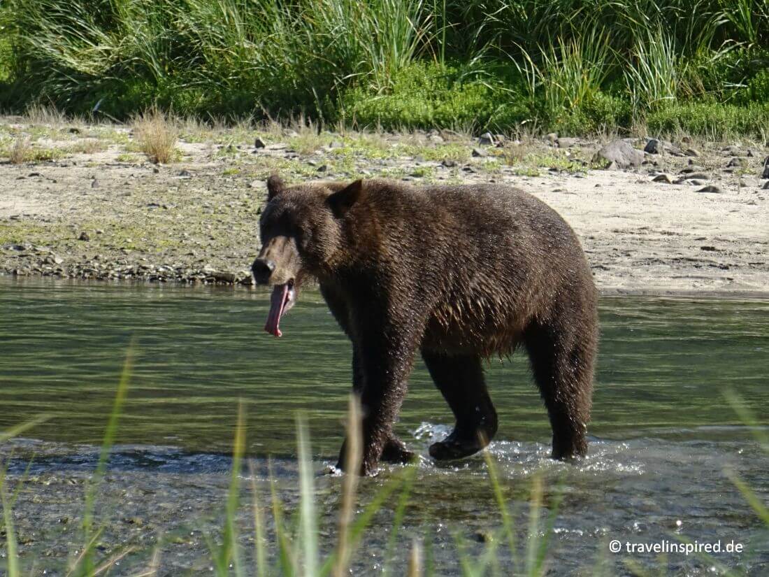 Bär, Coastal Brown Bear Viewing Tour Geographic Harbor Alaska, Reisebericht Kodiak und Katmai Nationalpark
