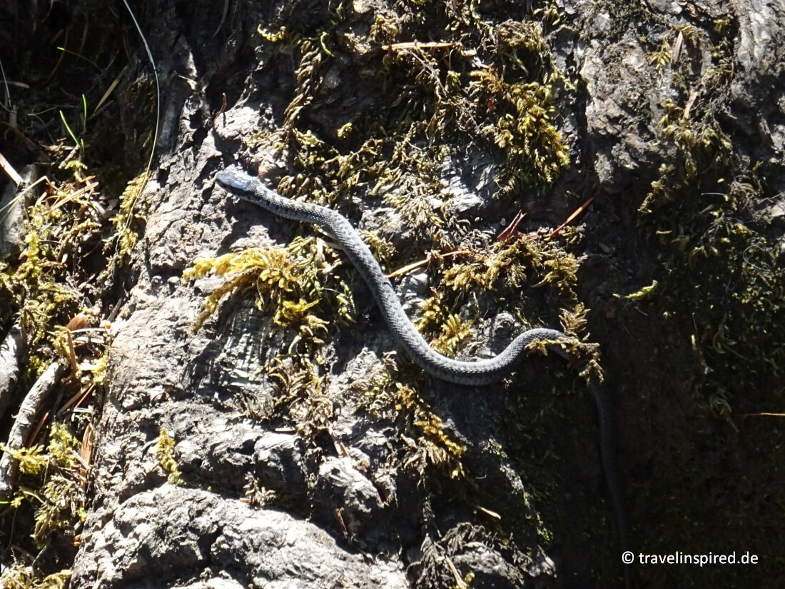 Baby Schlange auf dem Wanderweg getroffen, Sunshine Coast Wandertipp Smuggler Cove Provincial Park, Wandern BC Kanada