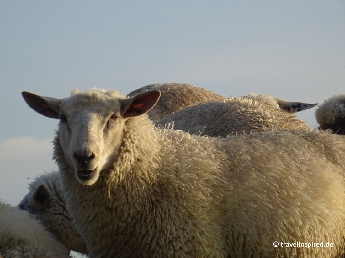 Typisch Ostfriesland: Schafe auf dem Deich am Störtebekerkanal, Reisebericht Greetsiel Ostfriesland
