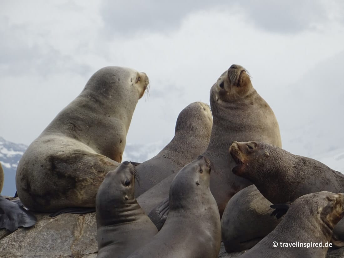 Südamerikanische Seelöwen beobachten, Isla de los Lobos, Erfahrungsbericht Ushuaia Ausflug per Katamaran in den Beagle Kanal, Tiere Feuerland Argentinien