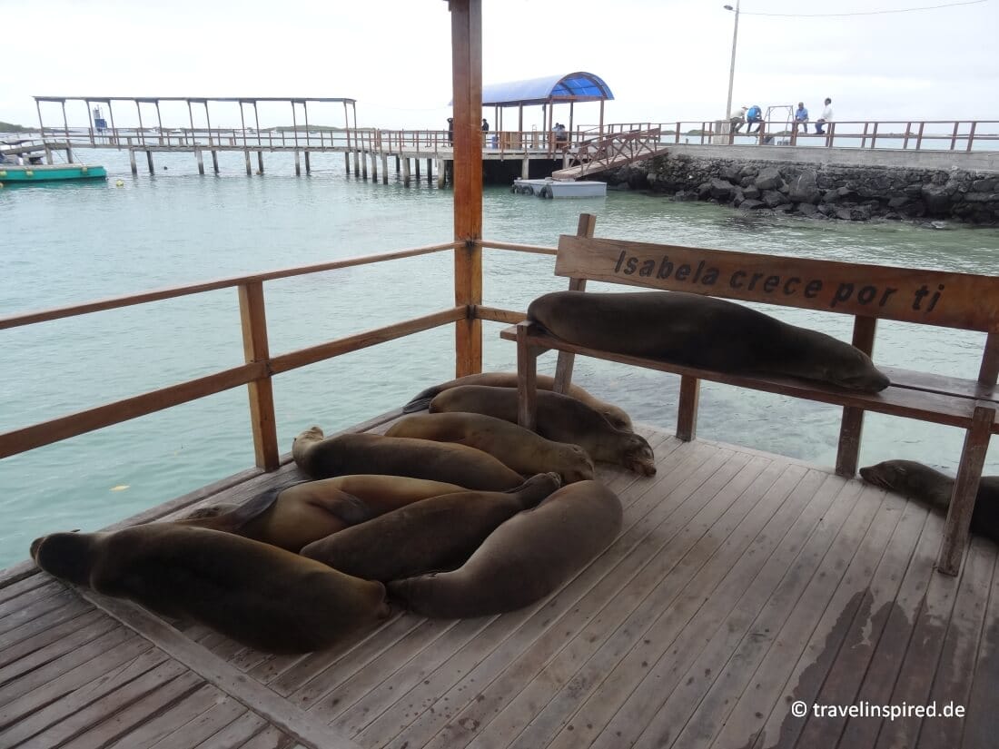 Schlafende Seelöwen im Hafen von Puerto Villamil, Erfahrungsbericht Isabela Tiere beobachten Galapagos