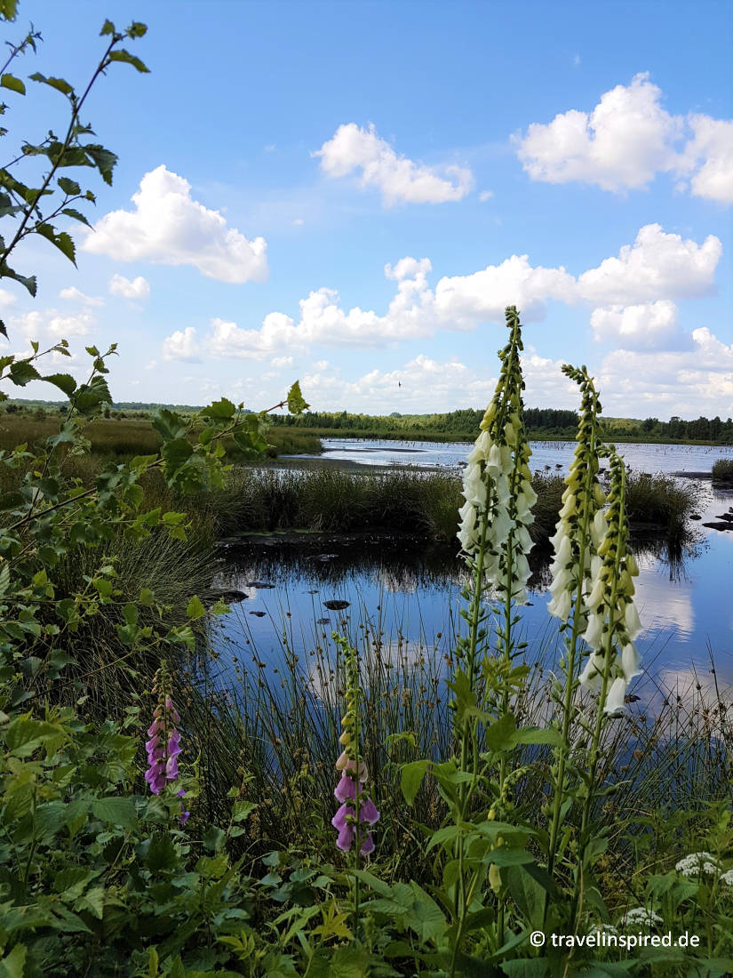 Himmelmoor in Quickborn - Ausflugstipp Pinneberg | Travelinspired