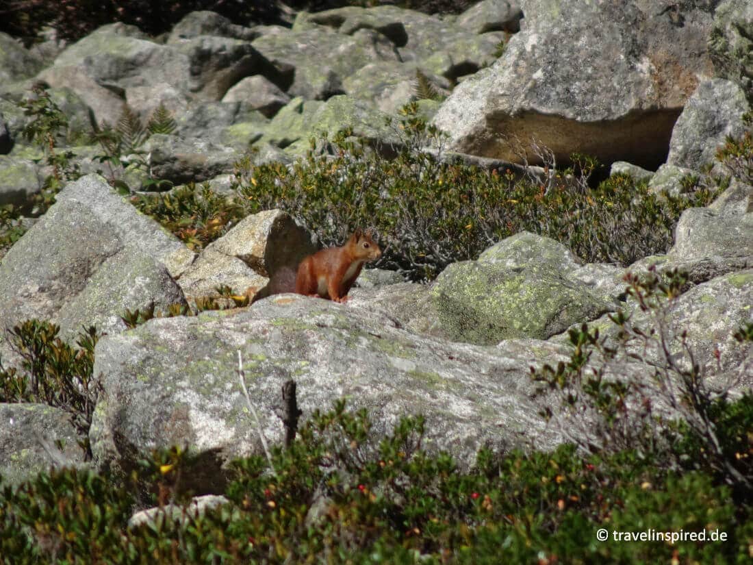 Eichhörnchen am Wanderweg zum Lac de Gaube, Tiere Nationalpark Pyrenäen Frankreich
