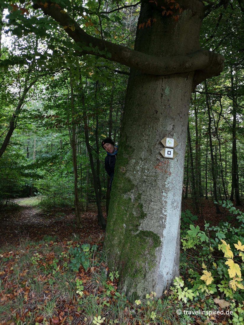 Wanderung vom Tetzelstein nach Langleben, Naturpark Elm-Lappwald Niedersachsen 