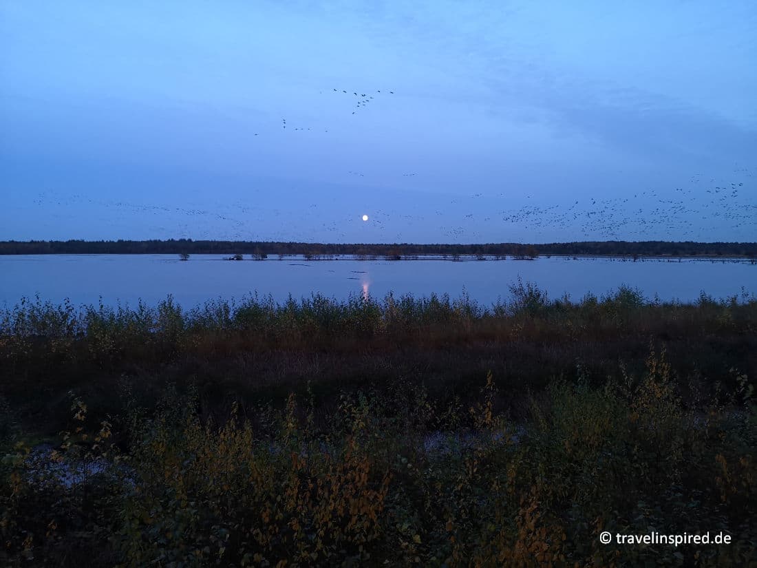 Tister Moor Kraniche, Kranichzug im Oktober, Vogelbeobachtung Niesersachsen